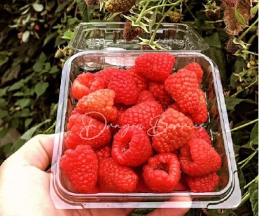 Dragon Berries Imagen Blog