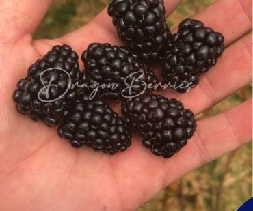 Dragon Berries Imagen Blog