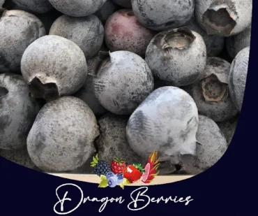 Dragon Berries Imagen Blog