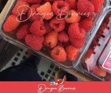 Dragon Berries Imagen Blog