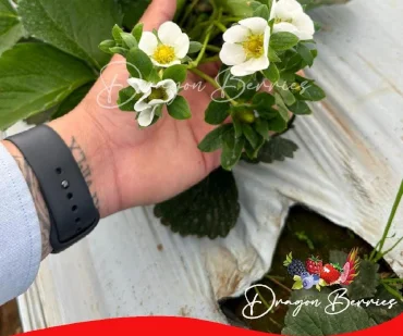 Dragon Berries Imagen Blog